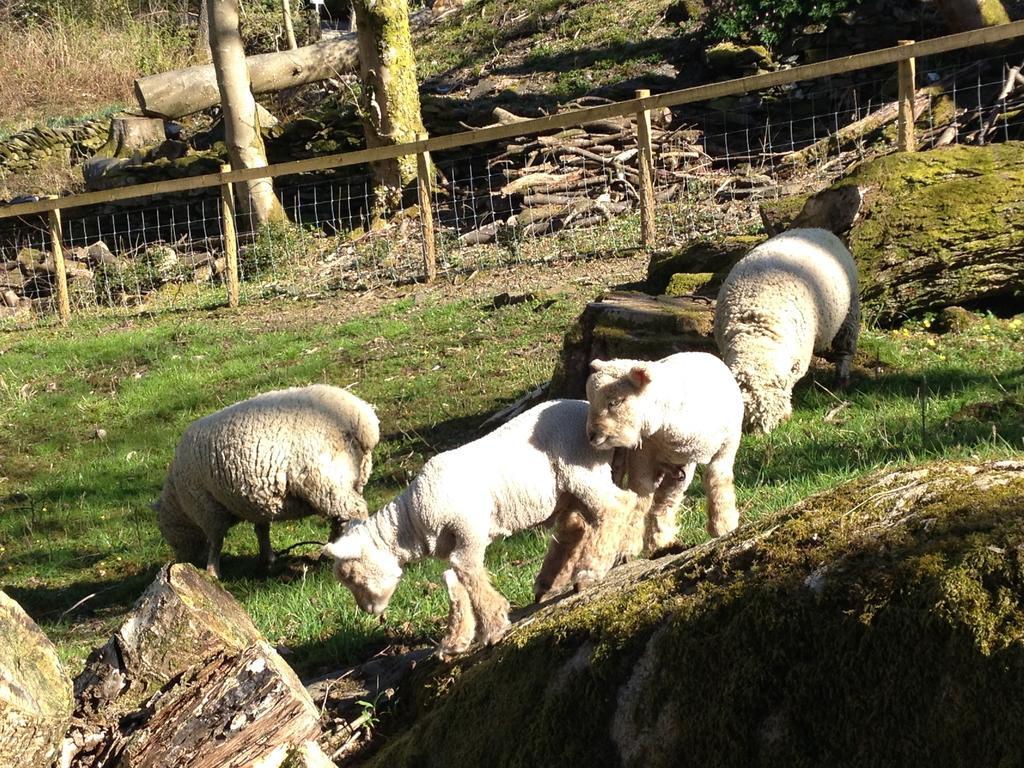 Thorney How Ambleside Dış mekan fotoğraf